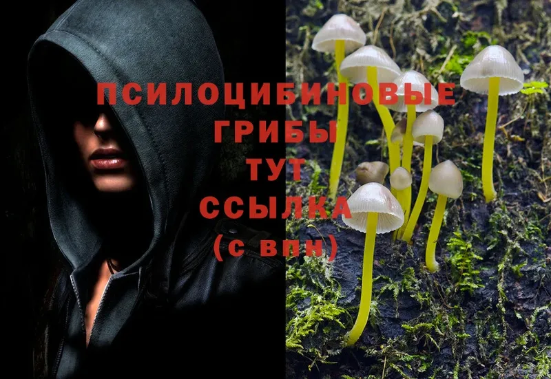 KRAKEN маркетплейс  где продают наркотики  Старый Оскол  Псилоцибиновые грибы прущие грибы 